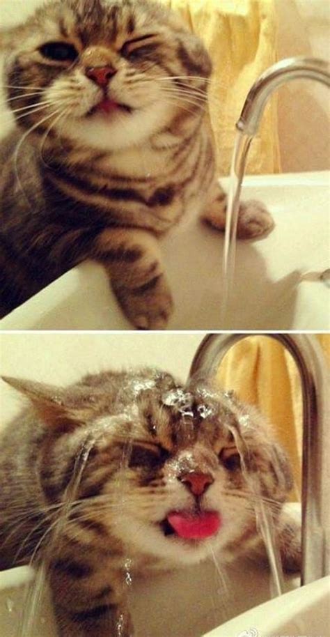 45 Pictures Of Cats Being Naughty