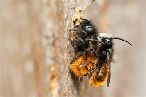bijen hulp nodig van een miljoen europeanen onze natuur