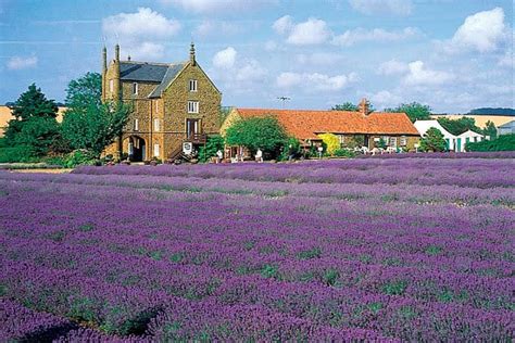 Lavender Farm World S Beautiful Farms