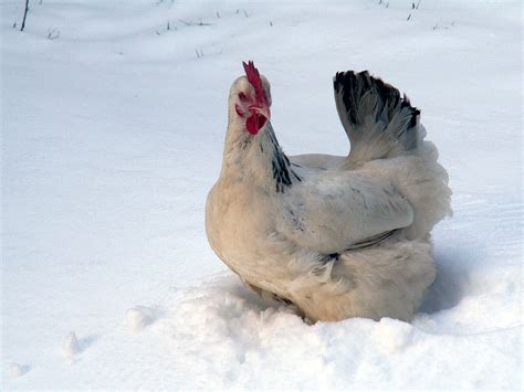 advice  keeping chickens  winter keeping chickens uk