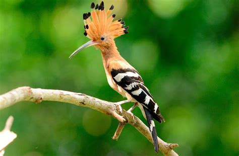 Aves Exoticas Wallpapers Backgrounds