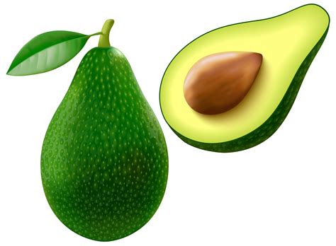 avocado clipart  background   cliparts  images