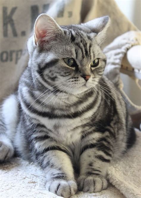 Lovely Silver Tabby British Shorthair Cats 1 Pinterest