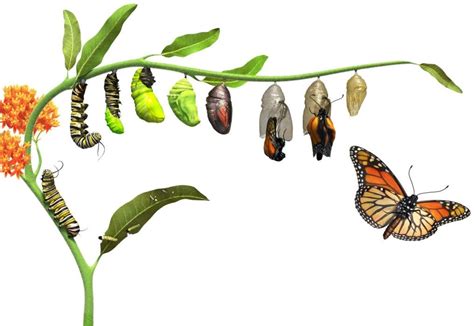 caterpillars turn  butterflies owlcation