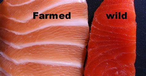 reasons  wild salmon    farmed