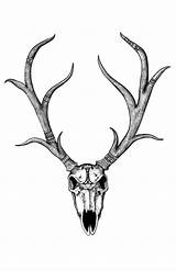 Deer Skull Drawings Skulls Drawing Animal Clipart Line Tattoo Cliparts Patterned Digital Print Transparent Background Graphics Reindeer Tattoos Library Fine sketch template