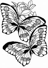 Schmetterling Ausmalbilder Schmetterlinge sketch template