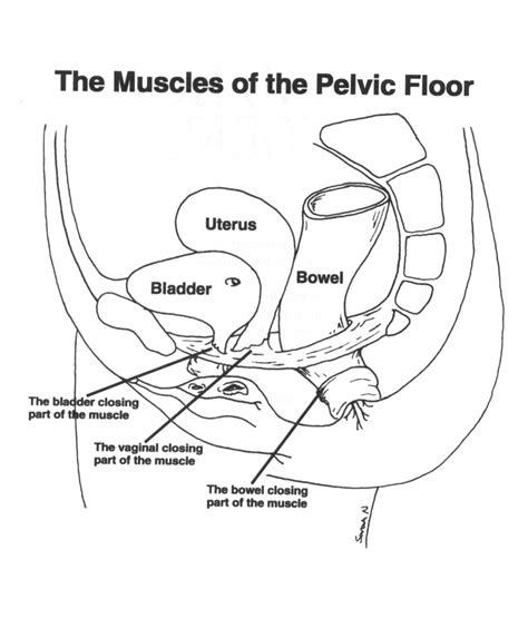 Pelvic Floor What Is It Female Innerstrength Healthcare