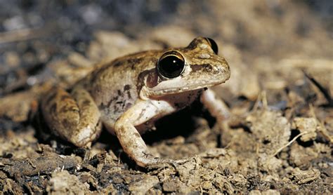 endangered australian frogs persist  bushfire catastrophe