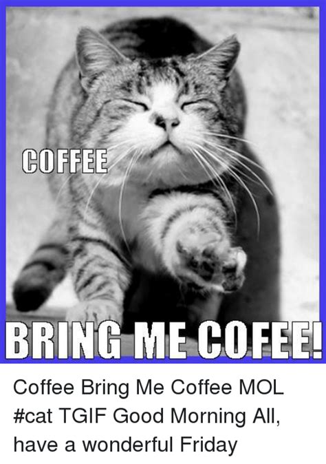 Coffee Bring Me Cofef Coffee Bring Me Coffee Mol Cat T
