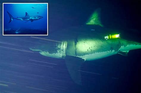 scientists discover great white sharks sleep in a weird trance daily star
