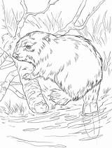 Castor Realista Biber Bever Beaver Colorironline Mammals Eurasian River Supercoloring sketch template