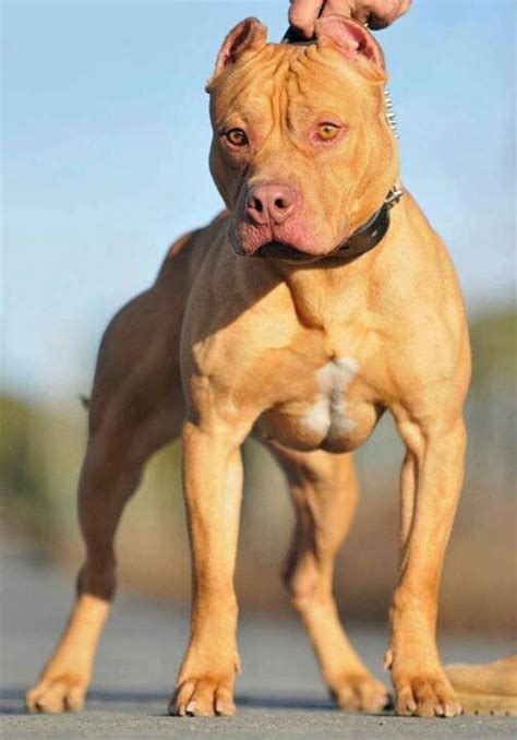 grand champ stance pitbull kennels american pitbull terrier pitbull puppy