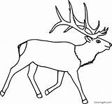 Elk Coloringall sketch template