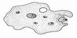 Amoeba Vacuole Organisms Food Cytoplasm Microscopic Drop Taken Into sketch template