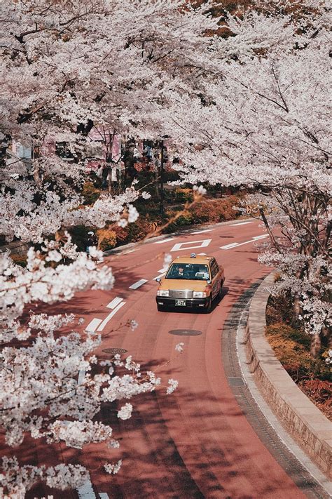 jdm wallpaper cherry blossom japan cherry blossom wallpapers top