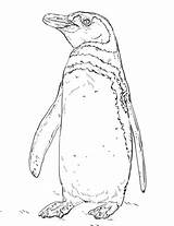 Humboldt Penguin Coloring Pages Peruvian Printable Penguins Drawing Categories sketch template