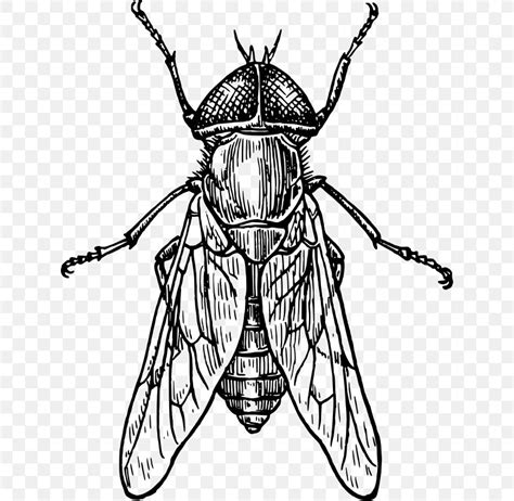 draw insects bee drawing  art png xpx insect art