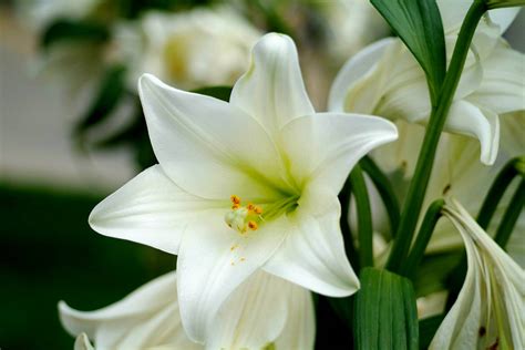white lily wallpapers  wallpaperdog