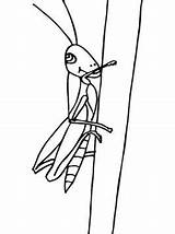 Heuschrecke Sprinkhaan Heuschrecken Ausmalbilder Grasshopper Sprinkhanen Malvorlage sketch template
