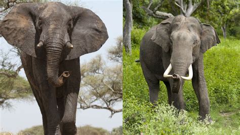 african elephants and asiatic elephants the differences doovi