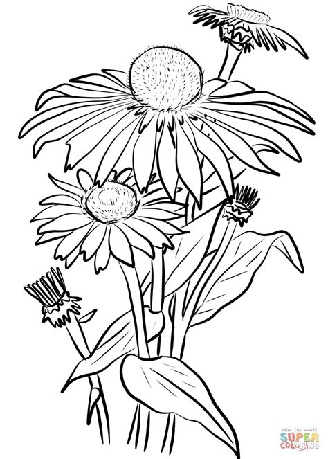 daisies coloring page  daisy category select   printable