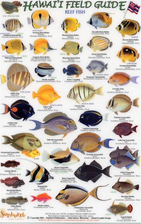 fish identification images  pinterest tropical fish fish chart  fishing guide