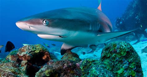 haiwissen kompakt warum greifen haie menschen