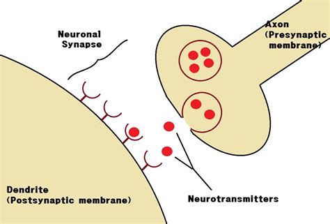 fileneuronal synapsejpg