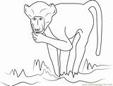 Baboon Chacma Coloringpages101 sketch template