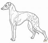 Greyhound Italian Levriero Disegno Windspiel Piccolo Ausmalbild Cane Italienisches Supercoloring Kategorien sketch template