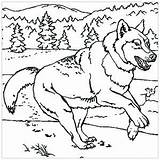 Loup Loups Coloriages Justcolor Werewolf Court Pleine Cri sketch template