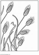 Getreide Malvorlage Große Herunterladen sketch template