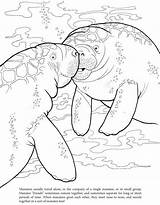 Coloring Pages Manatee Choose Board sketch template