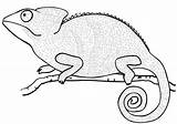 Chameleon Coloring Pages Reptiles Printable Worksheets Kids Dot Drawing Categories sketch template