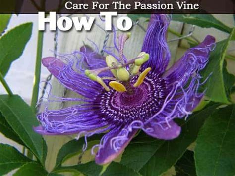 Passion Flower Vine Growing The Passiflora Plant [care