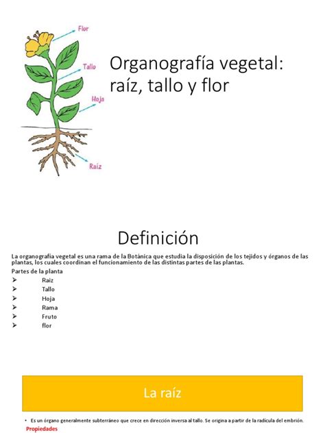 Organografía Vegetal Pdf Pdf Raíz Tallo De La Planta