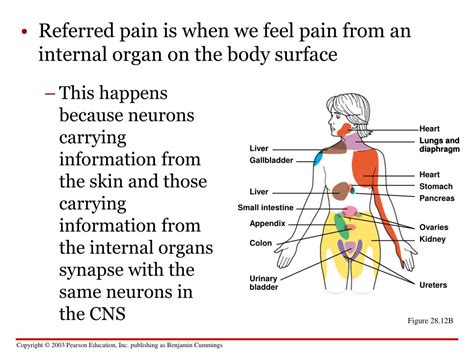 ppt chapter 28 nervous systems powerpoint presentation