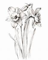 Narcissus Flower Daffodil Sketch Drawing Botanical Drawings Sketches Line sketch template