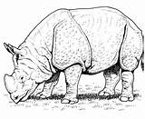Rinoceronte Selvagem Africano Indio Badak Indiano Selvagens Rhino Mewarnai sketch template