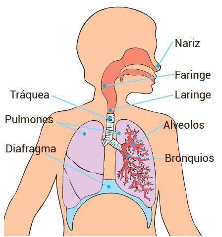 sistema respiratorio humano escolar abc color