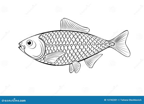 fish illustration stock illustration illustration  elegance