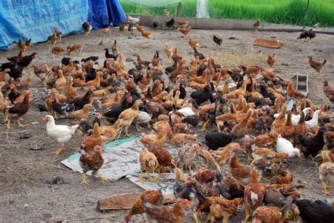 tips ternak ayam kampung budidayaku