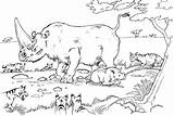 Rhino Rinoceronte Rhinoceros Colorare Iena Mamma Figlio Kolorowanka Habitat Disegno Zwierzeta sketch template