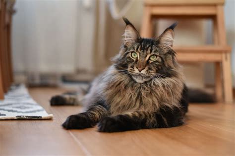 largest domesticated cat breeds