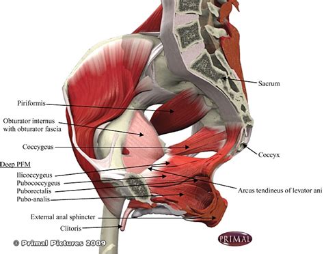 The Pelvic Floor Muscles Consist Of The Superficial And