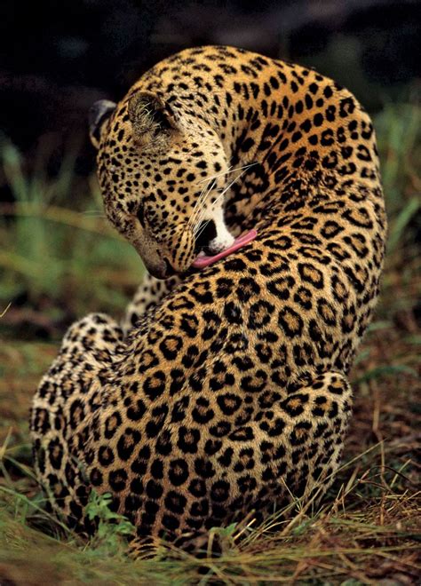 leopard description habitat facts britannica