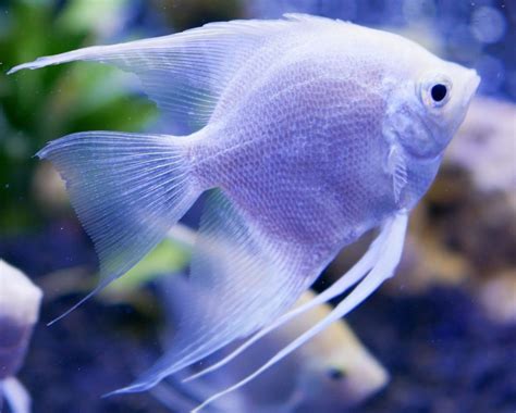 list  freshwater aquarium fish species nepgrunz fish aquarium