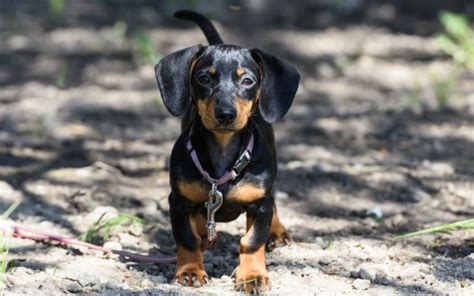 10 things you probably don t know about dachshunds