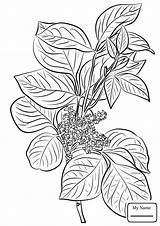 Ivy Coloring Poison Pages Drawing Plant Leaves Flowers Printable Toxicodendron Rhus Kids Getdrawings Leaf Template sketch template